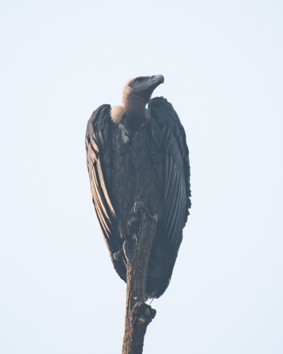 White-rumped Vulture - ML623755425