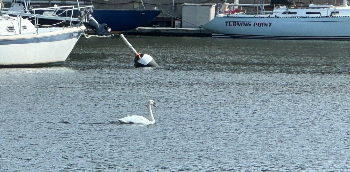 Mute Swan - ML623755430