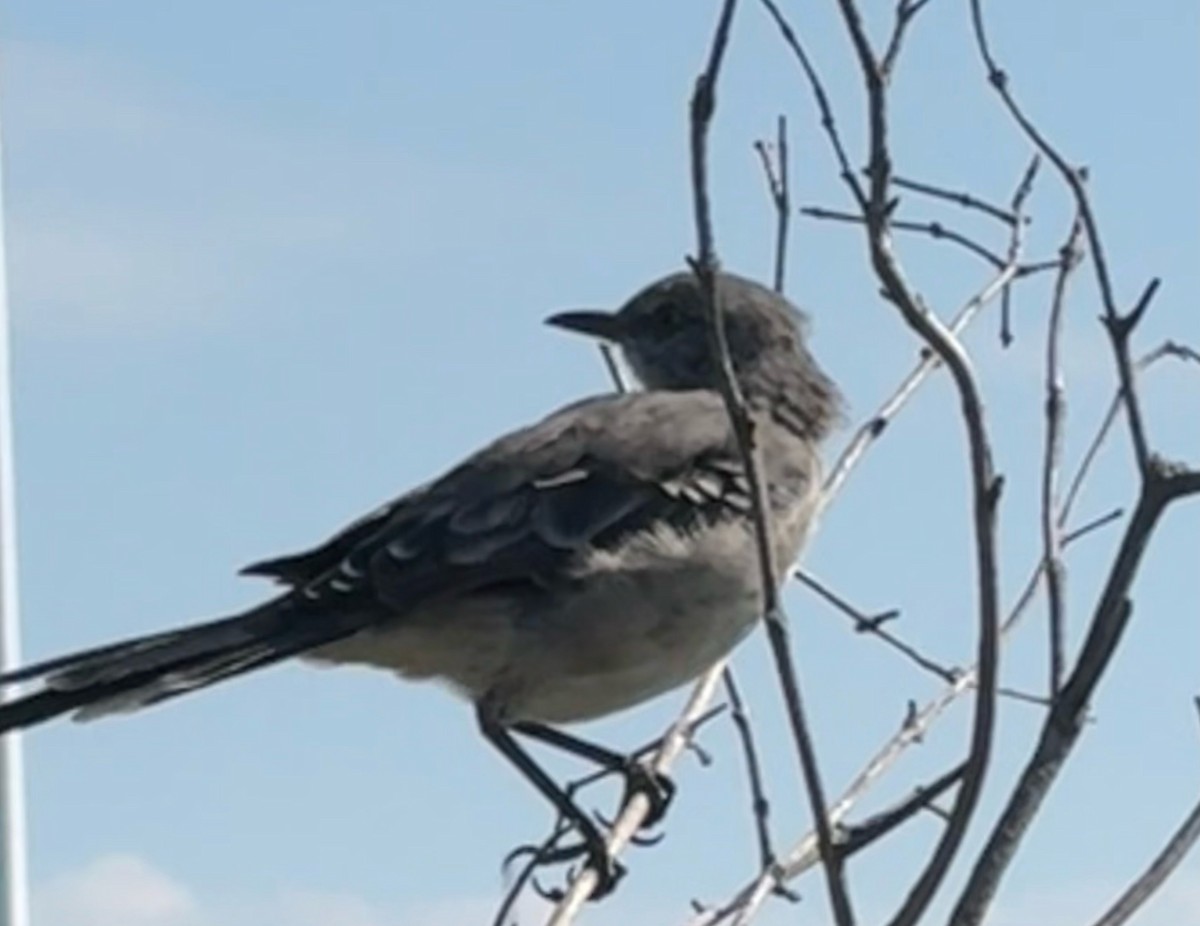 Northern Mockingbird - ML623755439