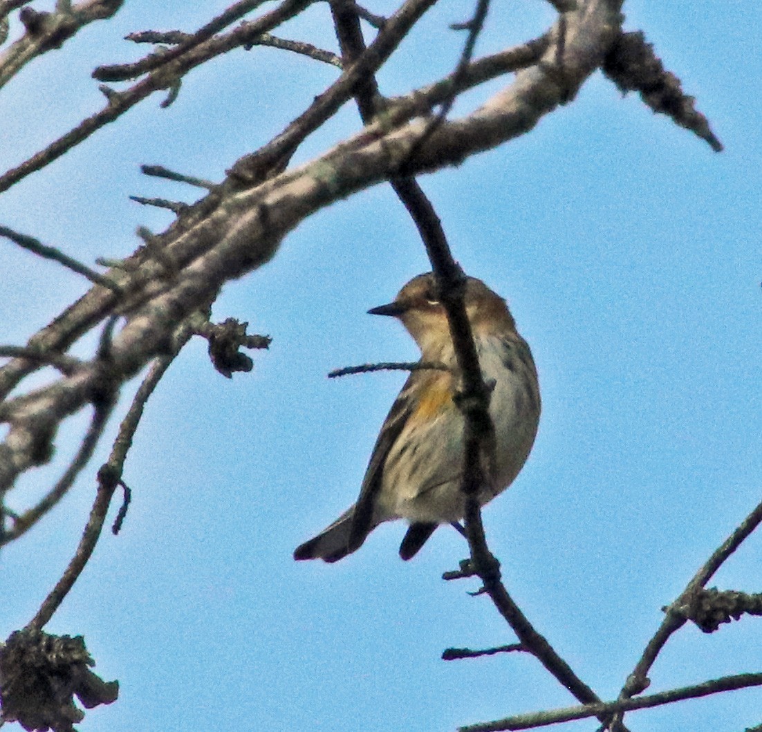 Yellow-rumped Warbler - ML623755461