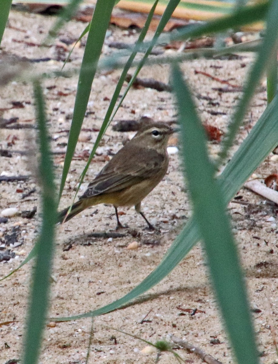 Palm Warbler - ML623755470