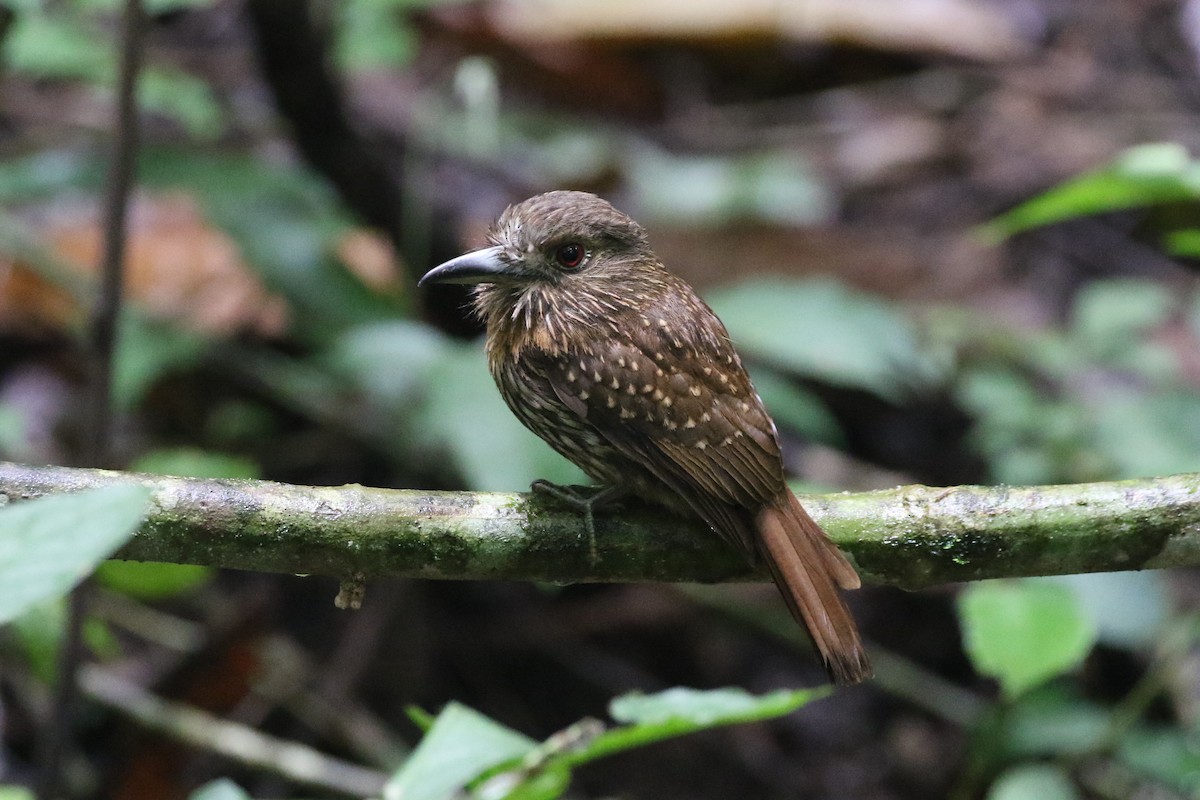 White-whiskered Puffbird - ML623755478