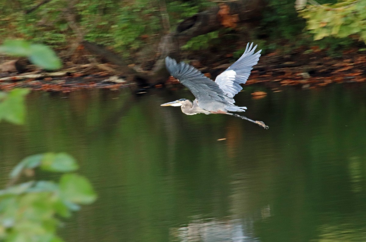 Great Blue Heron - ML623755479