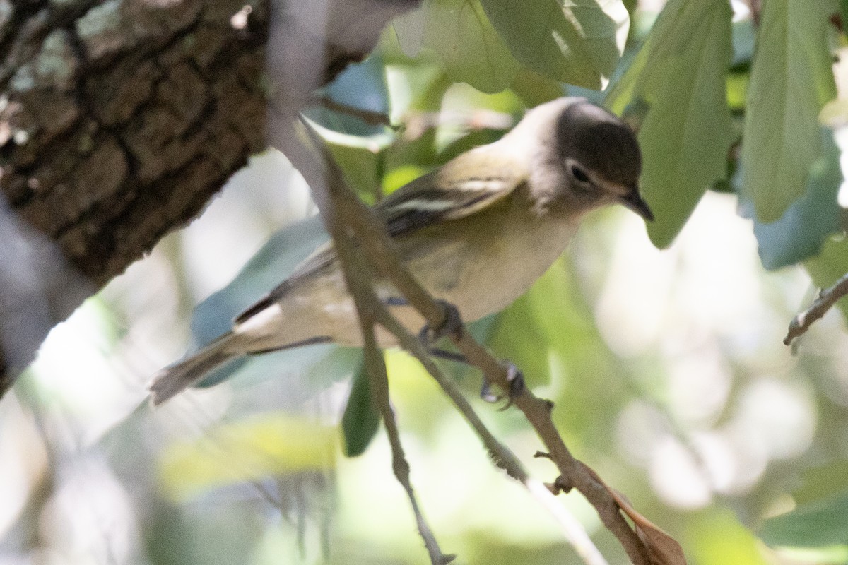 Cassin's Vireo - ML623755496