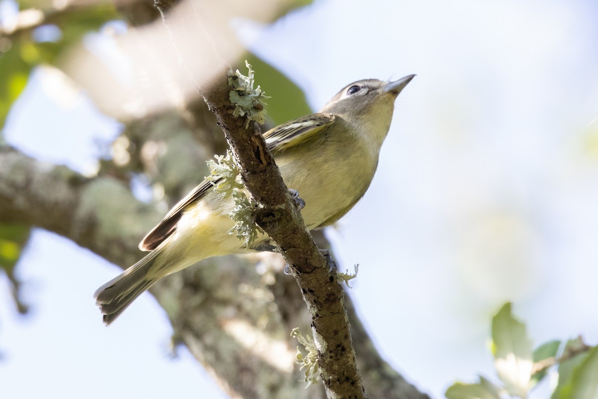 Cassin's Vireo - ML623755497