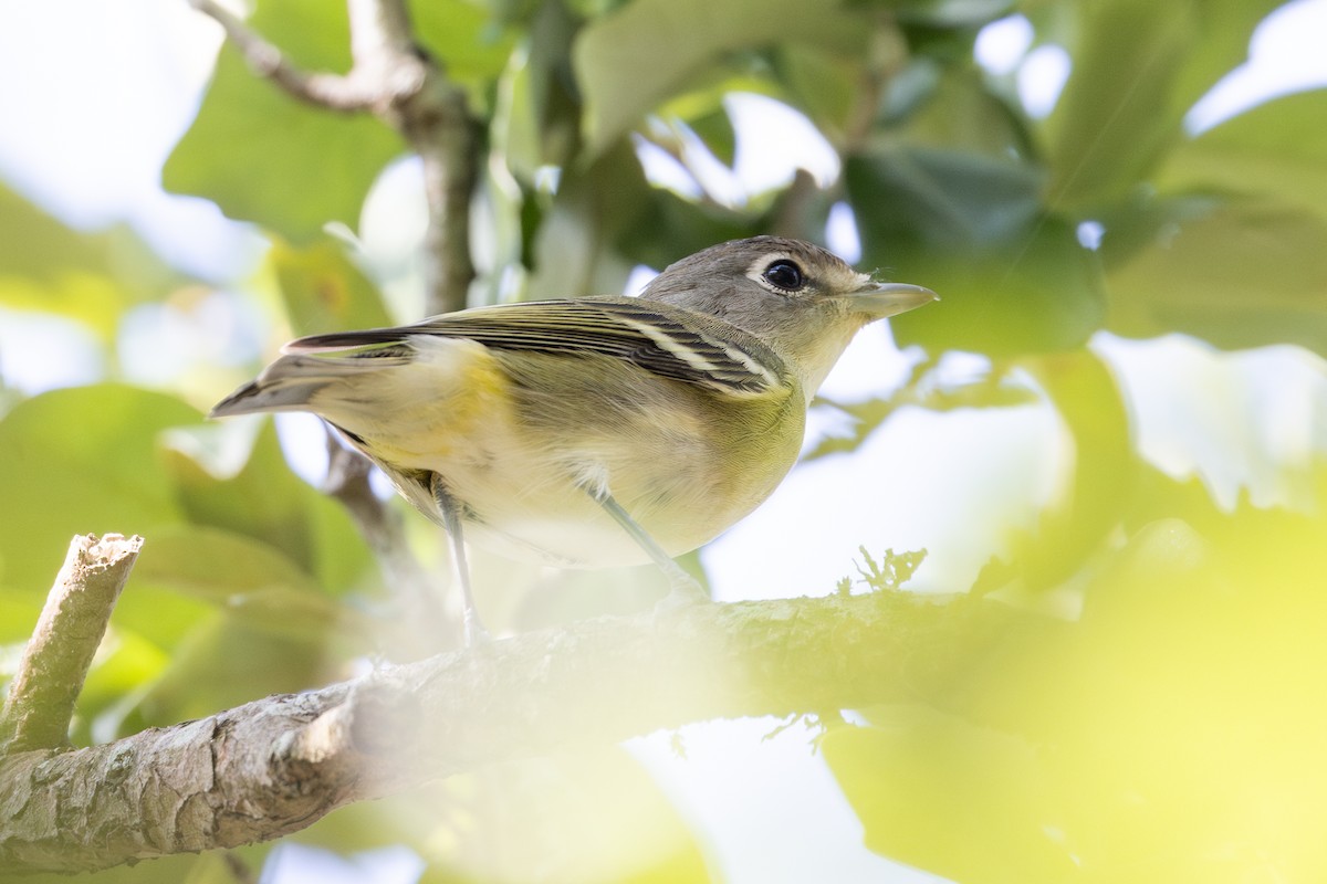 Cassin's Vireo - ML623755499