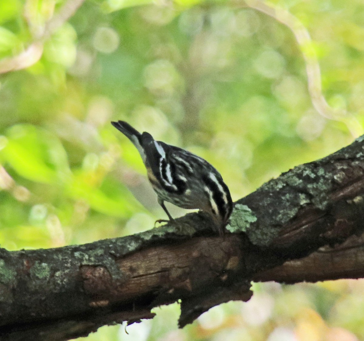 Black-and-white Warbler - ML623755502