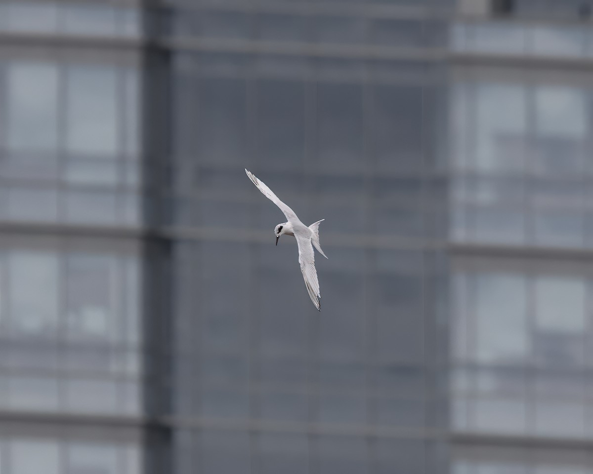 Forster's Tern - ML623755504