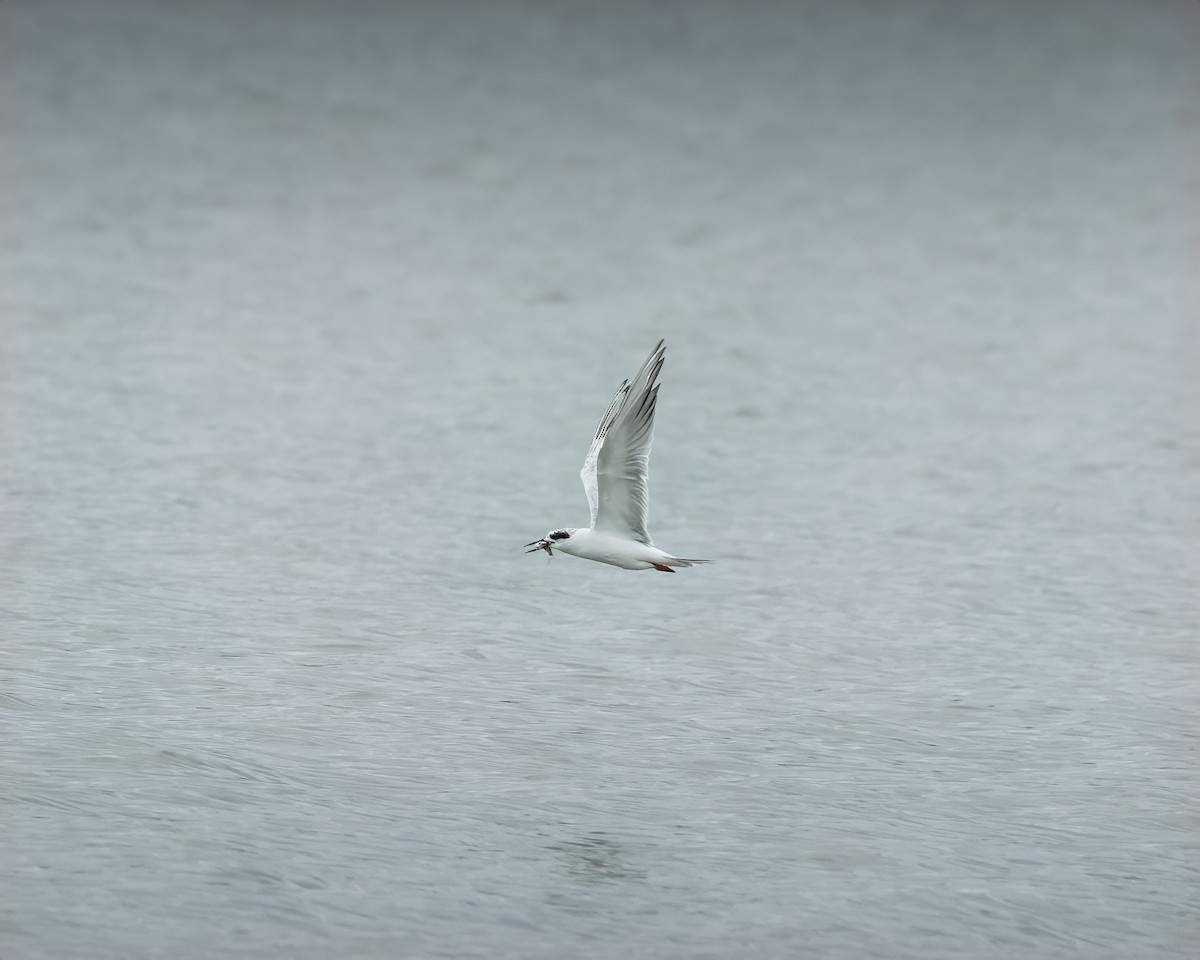 Forster's Tern - ML623755505
