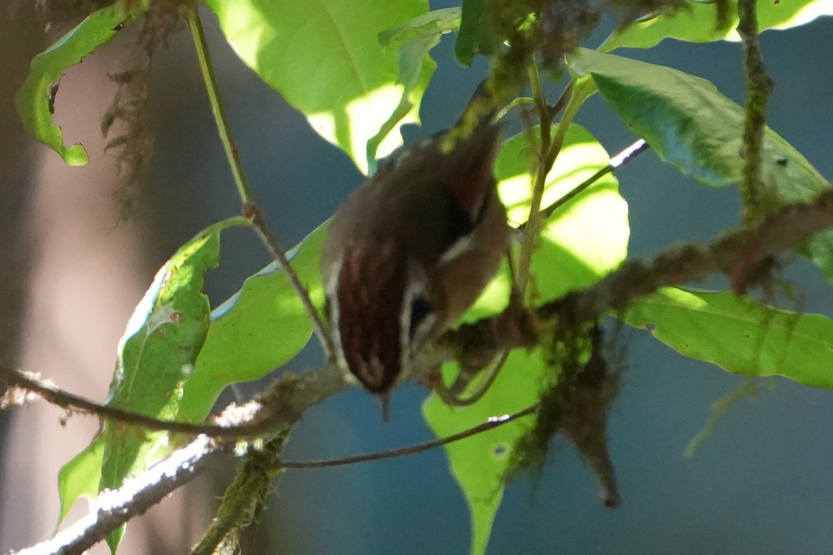 Rufous-winged Fulvetta - ML623755535