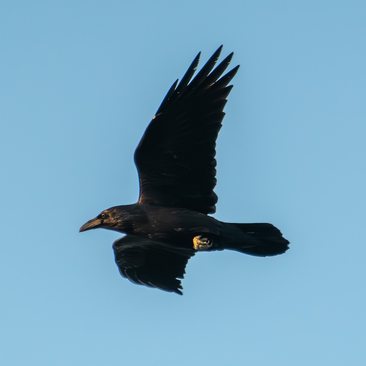 American Crow - ML623755537