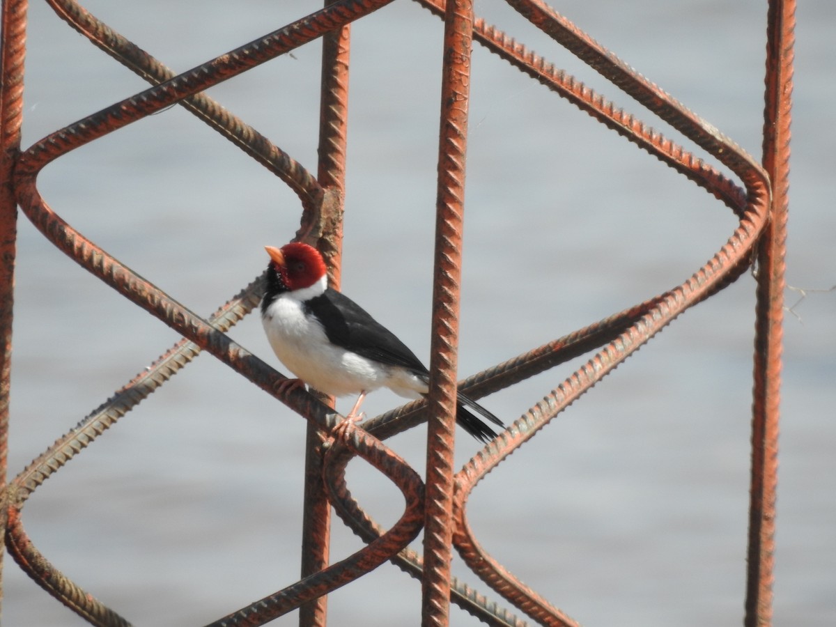 Yellow-billed Cardinal - ML623755538