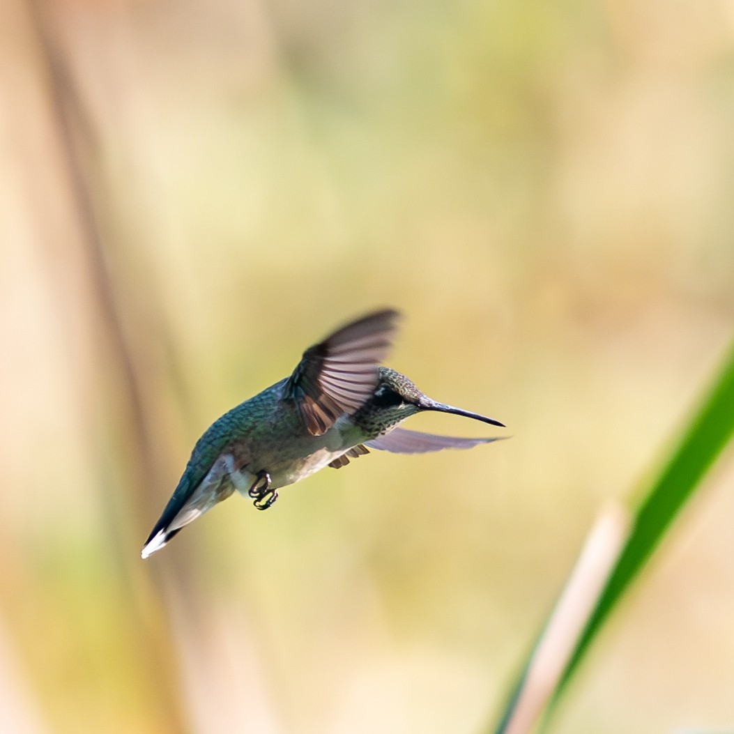 Ruby-throated Hummingbird - ML623755540