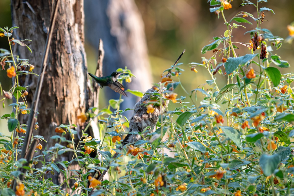 Ruby-throated Hummingbird - ML623755557