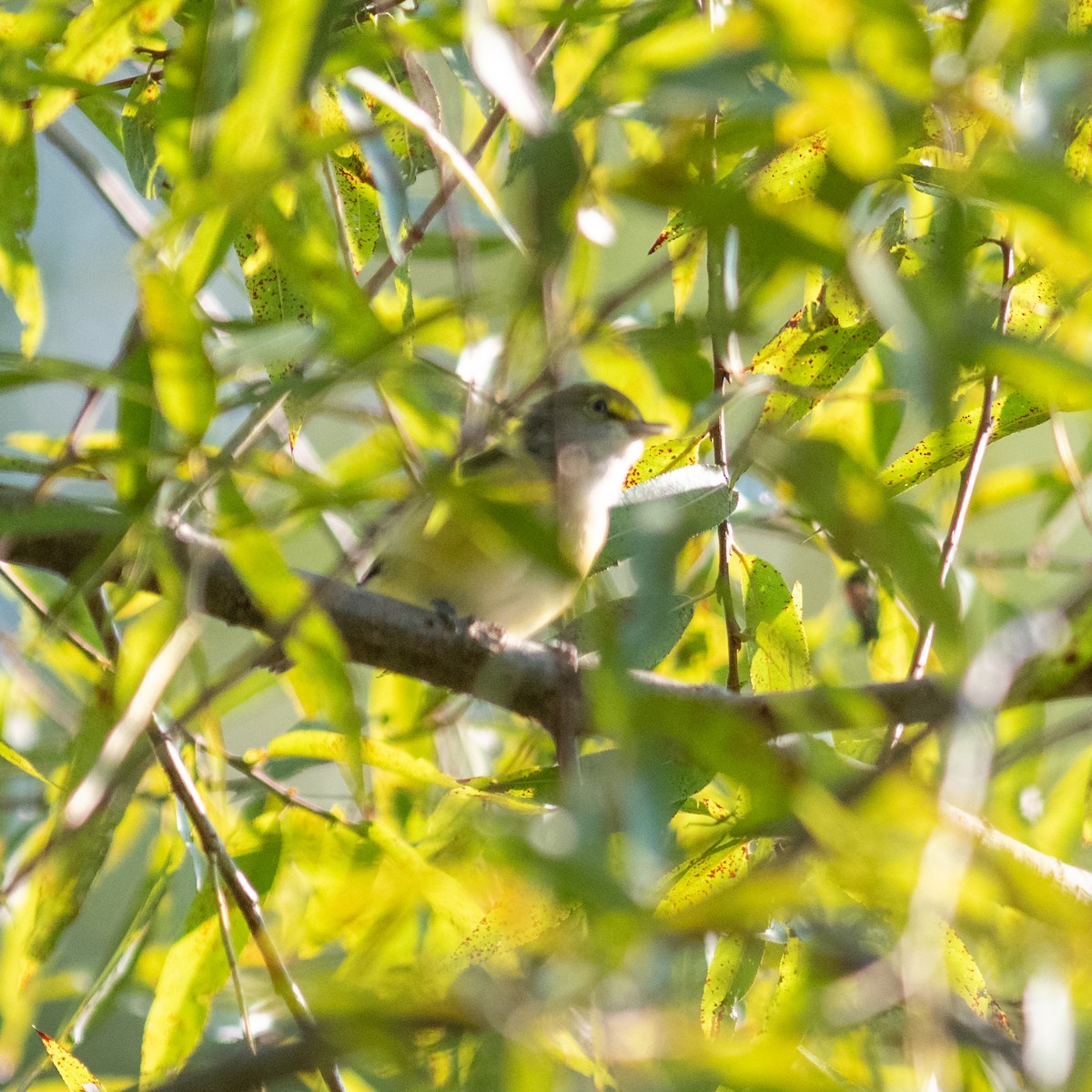 White-eyed Vireo - ML623755562