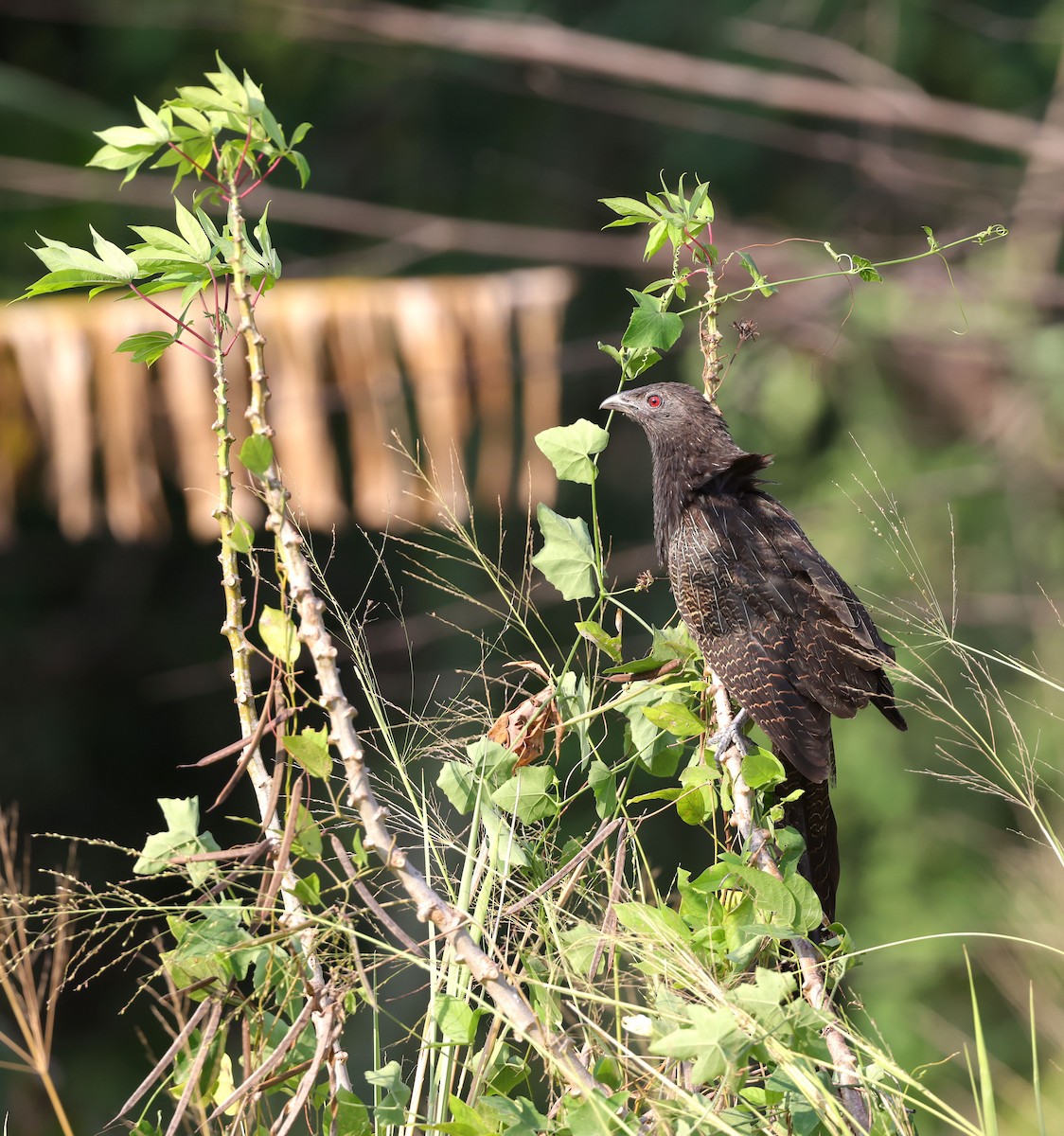 Pheasant Coucal - ML623755575