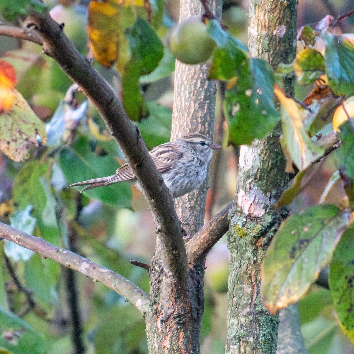 Chipping Sparrow - ML623755579