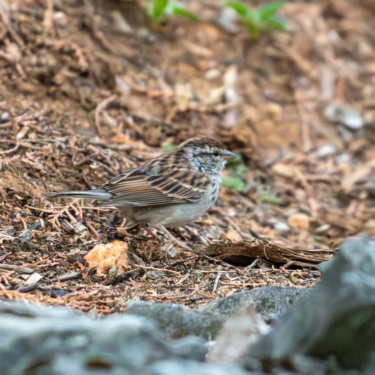 Chipping Sparrow - ML623755580