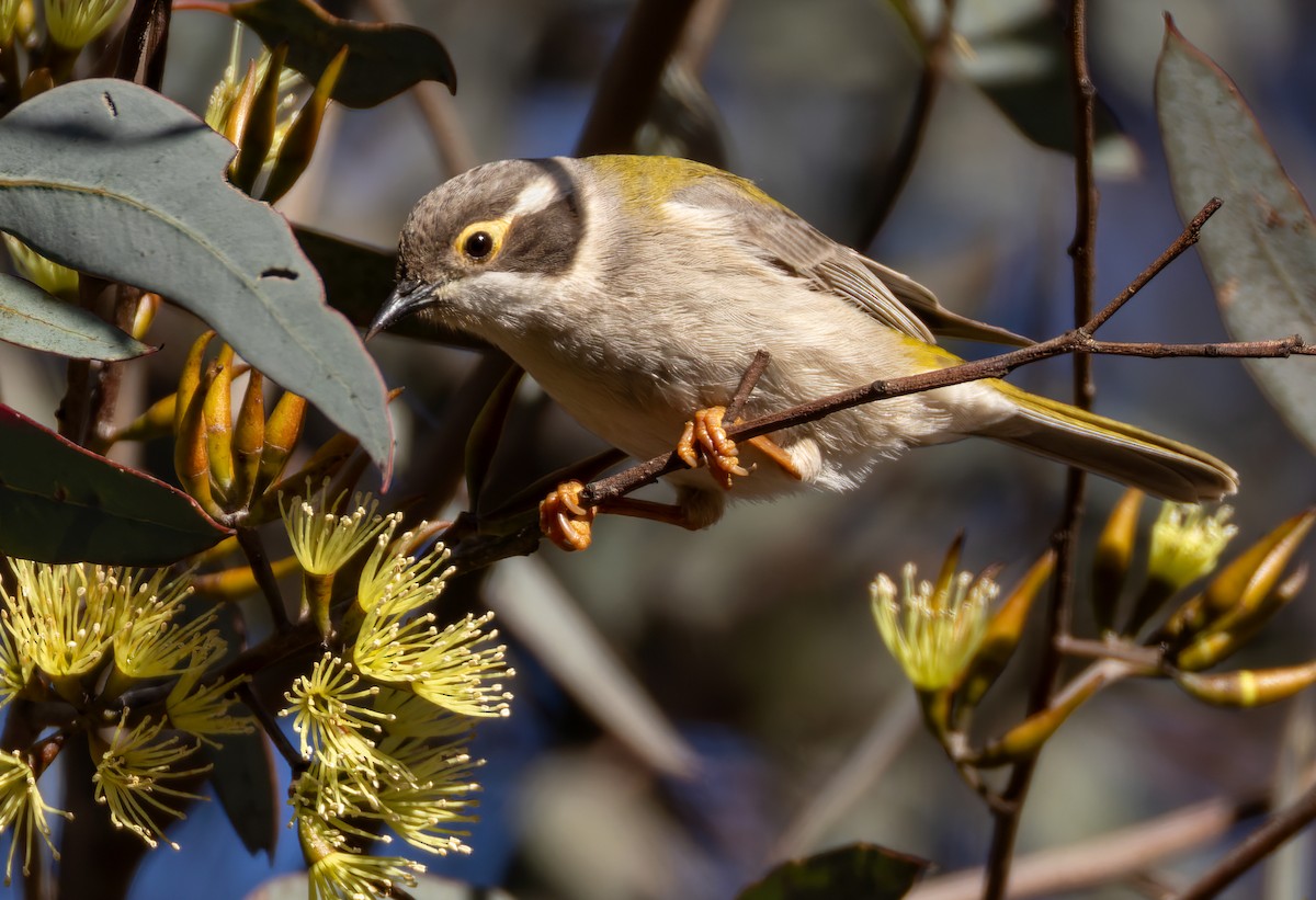 Brown-headed Honeyeater - ML623755583