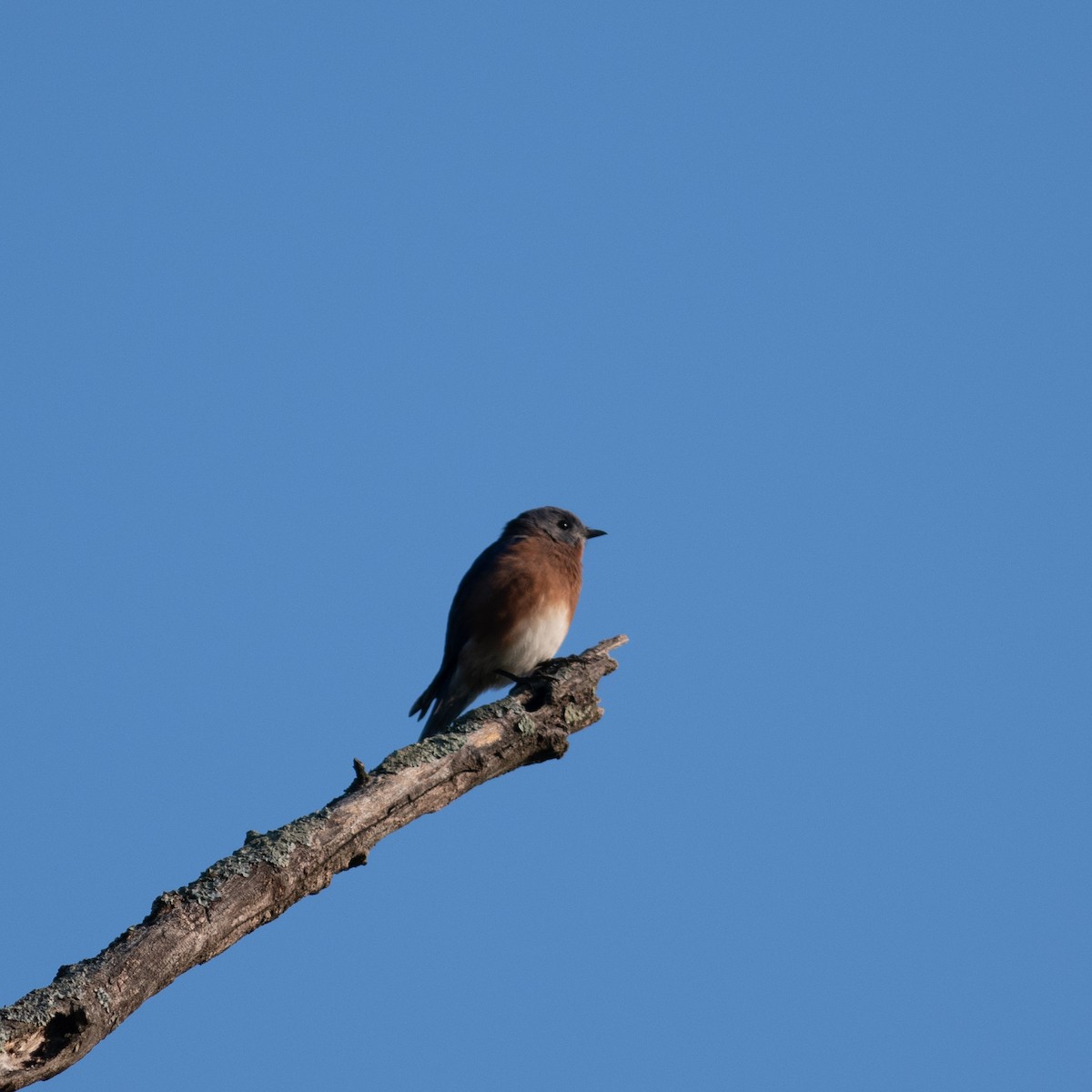 Eastern Bluebird - ML623755585