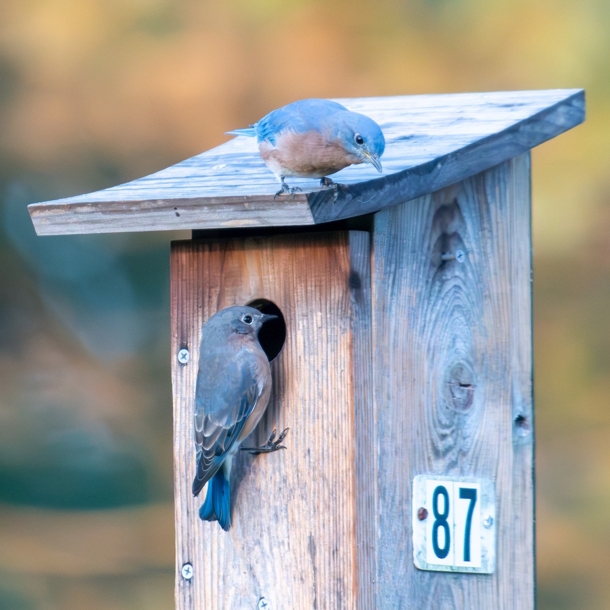 Eastern Bluebird - ML623755586