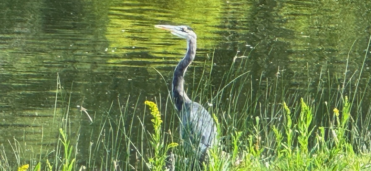 Great Blue Heron - ML623755638