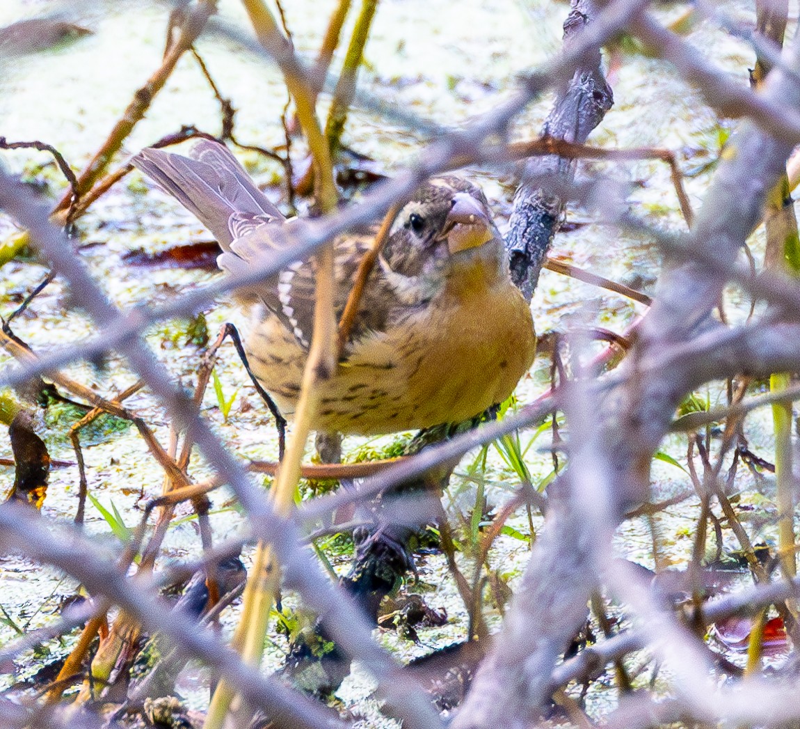 Black-headed Grosbeak - ML623755666