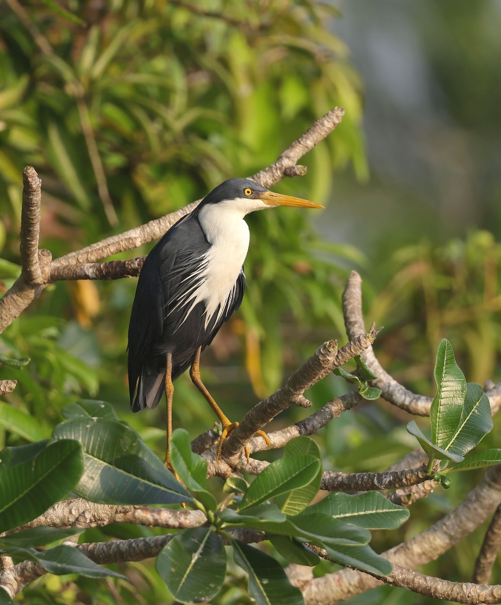 Pied Heron - Mika Ohtonen