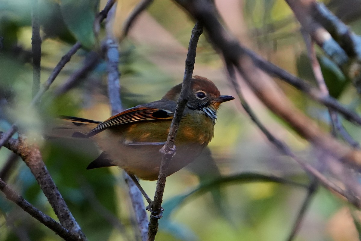 Chestnut-tailed Minla - ML623755698