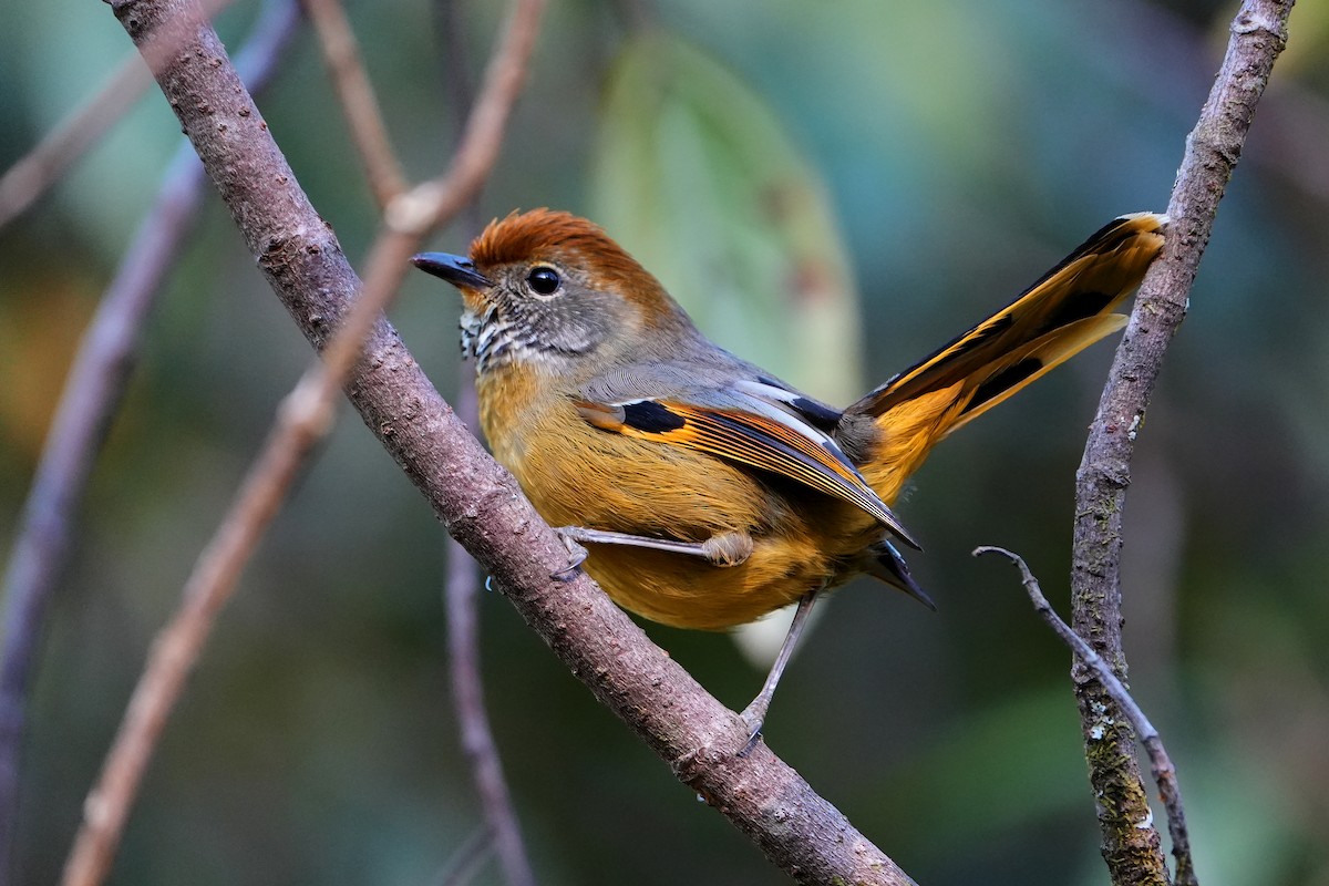 Chestnut-tailed Minla - ML623755699