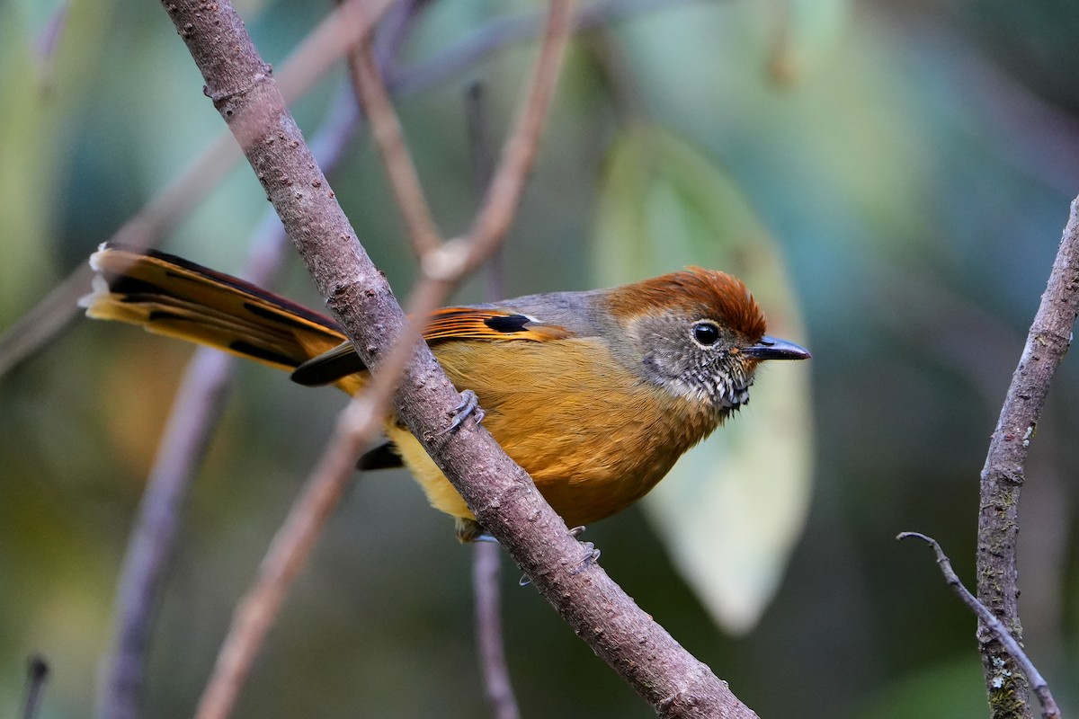 Chestnut-tailed Minla - ML623755700