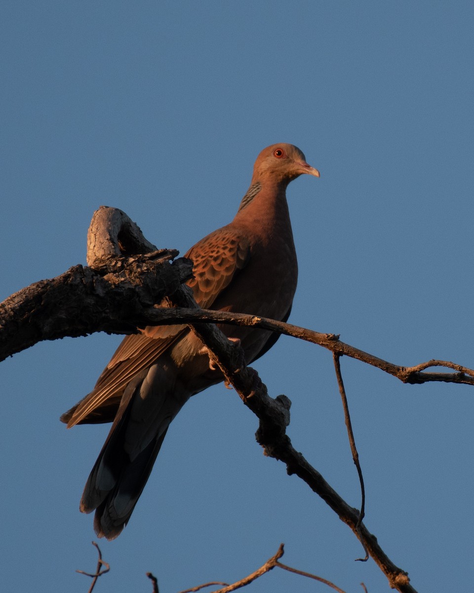 Oriental Turtle-Dove - ML623755714