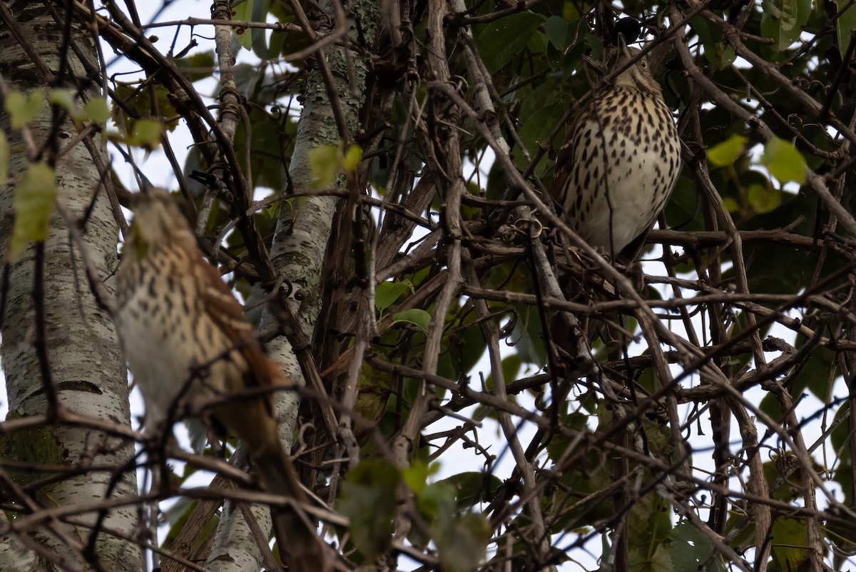 Brown Thrasher - ML623755715