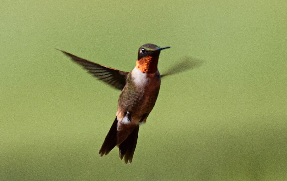 Ruby-throated Hummingbird - ML623755747