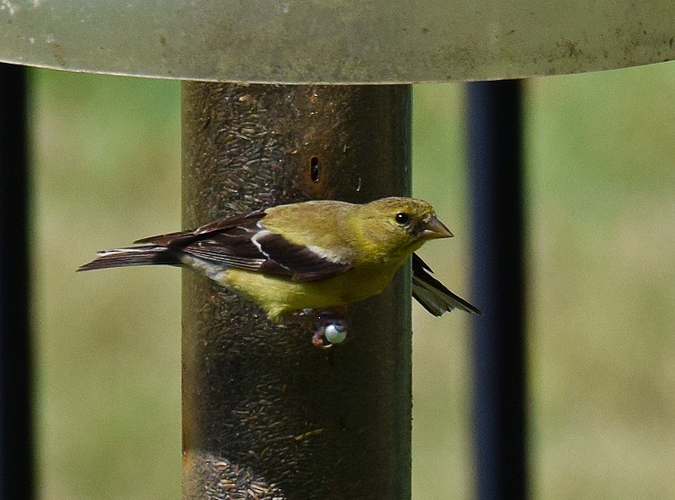 American Goldfinch - ML623755777