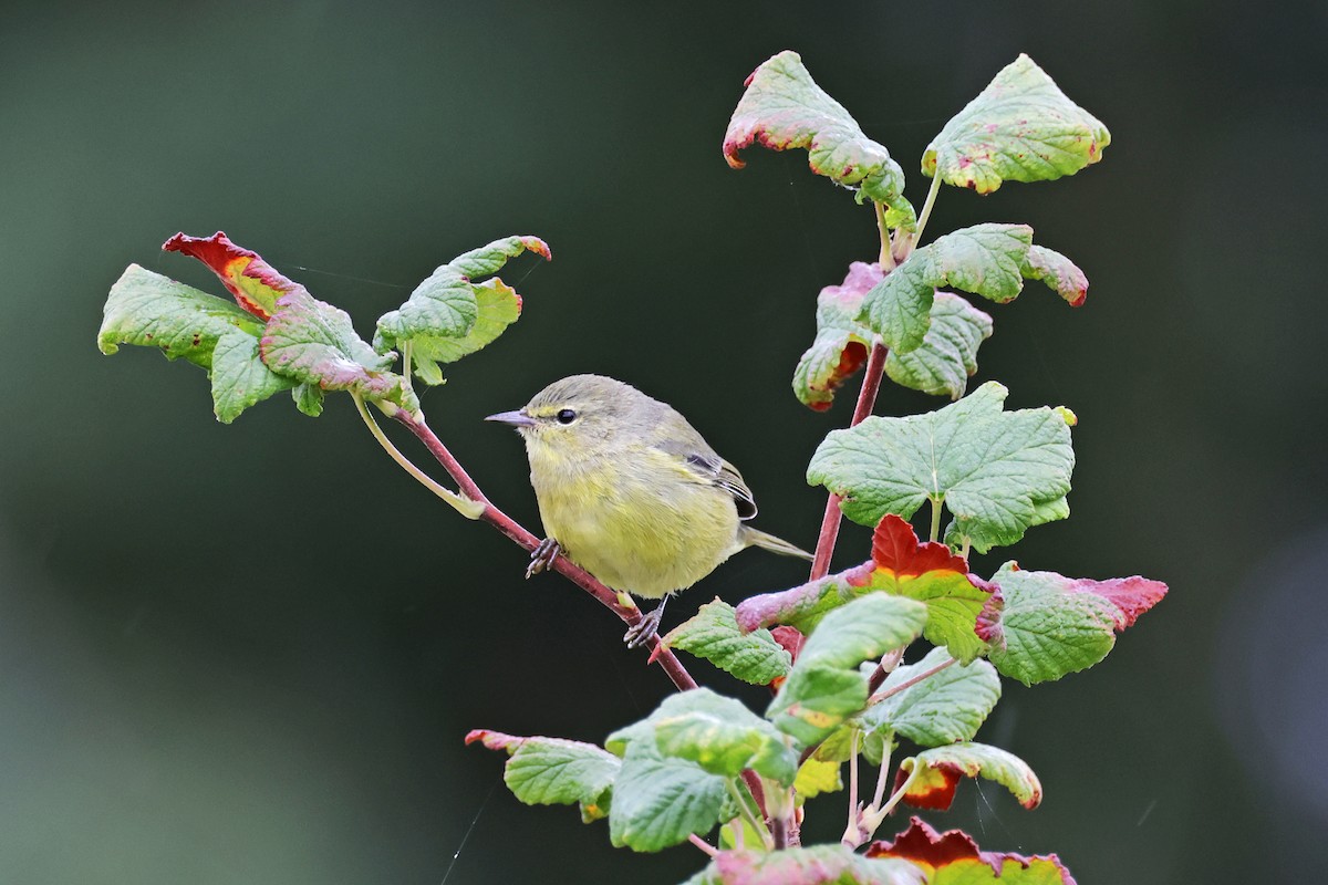 Orange-crowned Warbler - ML623755792