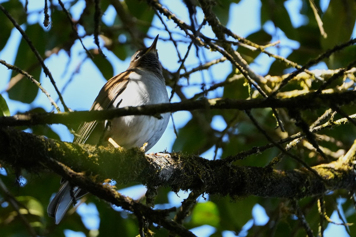 カキイロツグミ - ML623755798