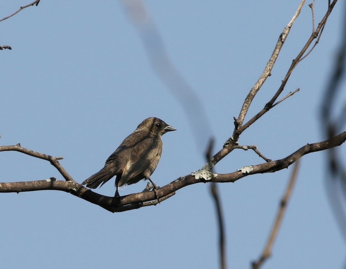 Shiny Cowbird - ML623755799