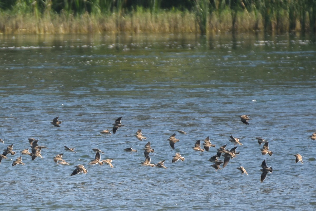 Calandra Lark - Kudaibergen Amirekul