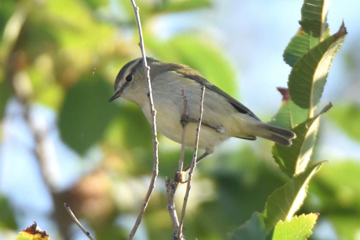 Hume's Warbler - ML623755849