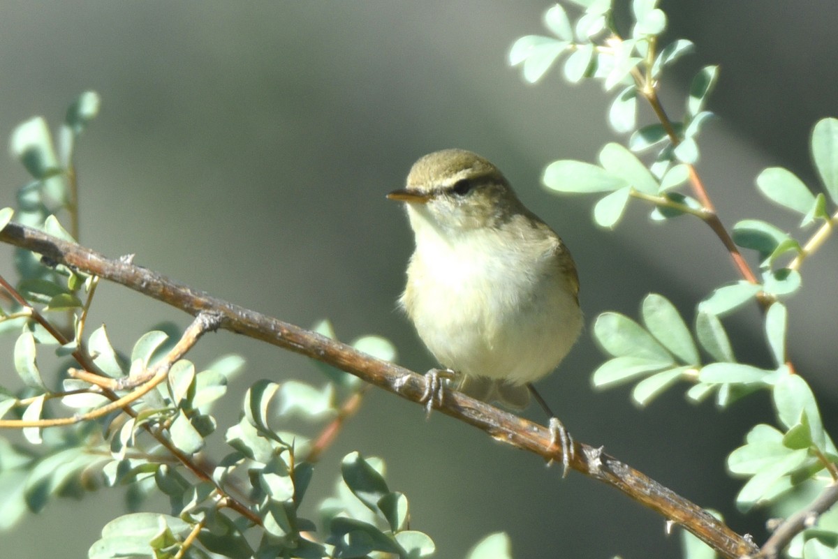 Greenish Warbler - ML623755859