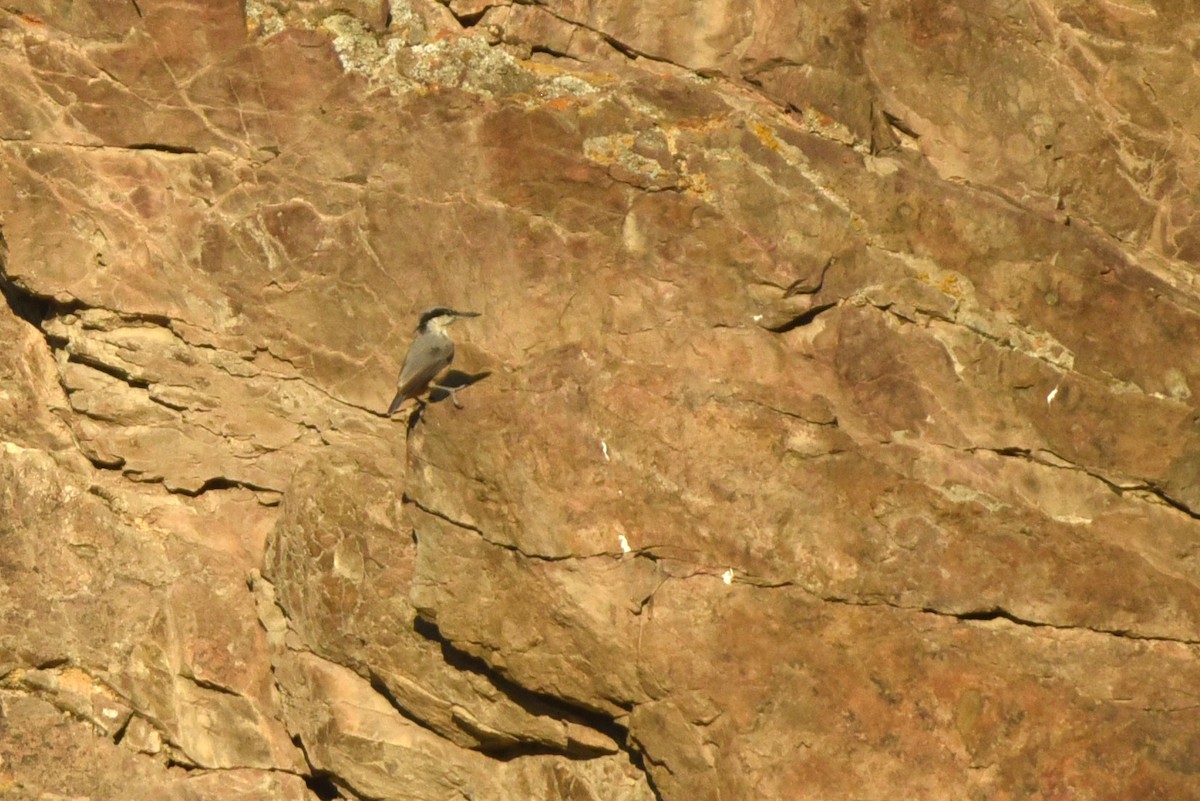 Eastern Rock Nuthatch - ML623755864