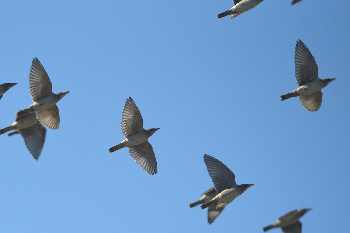 Rosy Starling - ML623755866