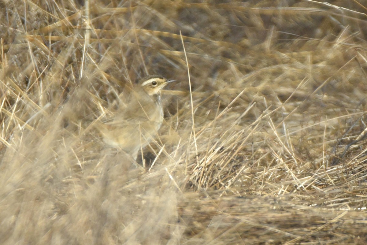 Bluethroat - ML623755876