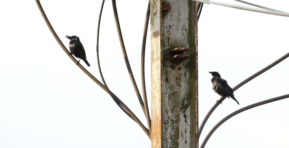 Singing Starling - ML623755902