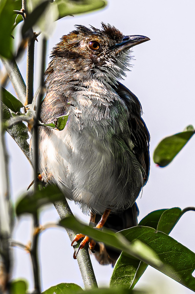 Trilling Cisticola - ML623755943