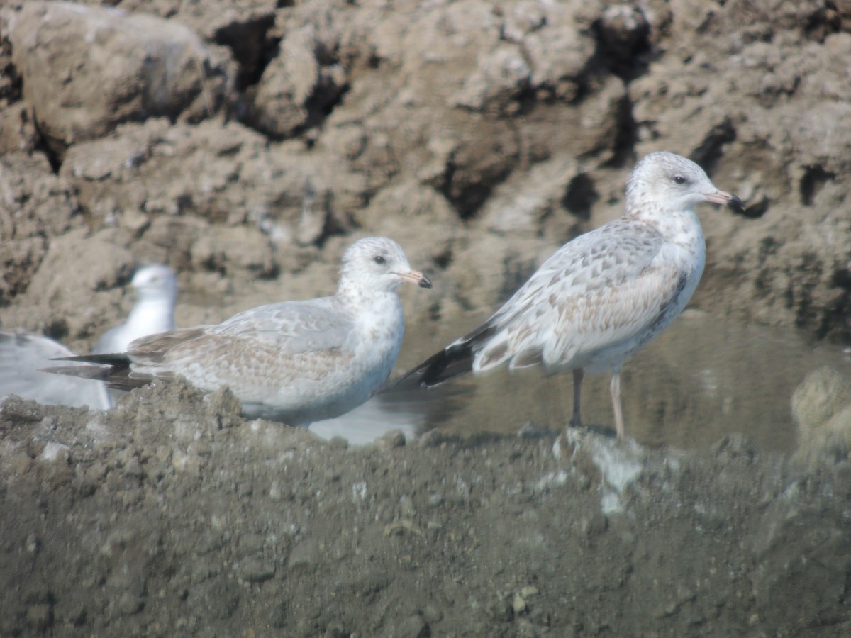 Ring-billed Gull - ML623756007