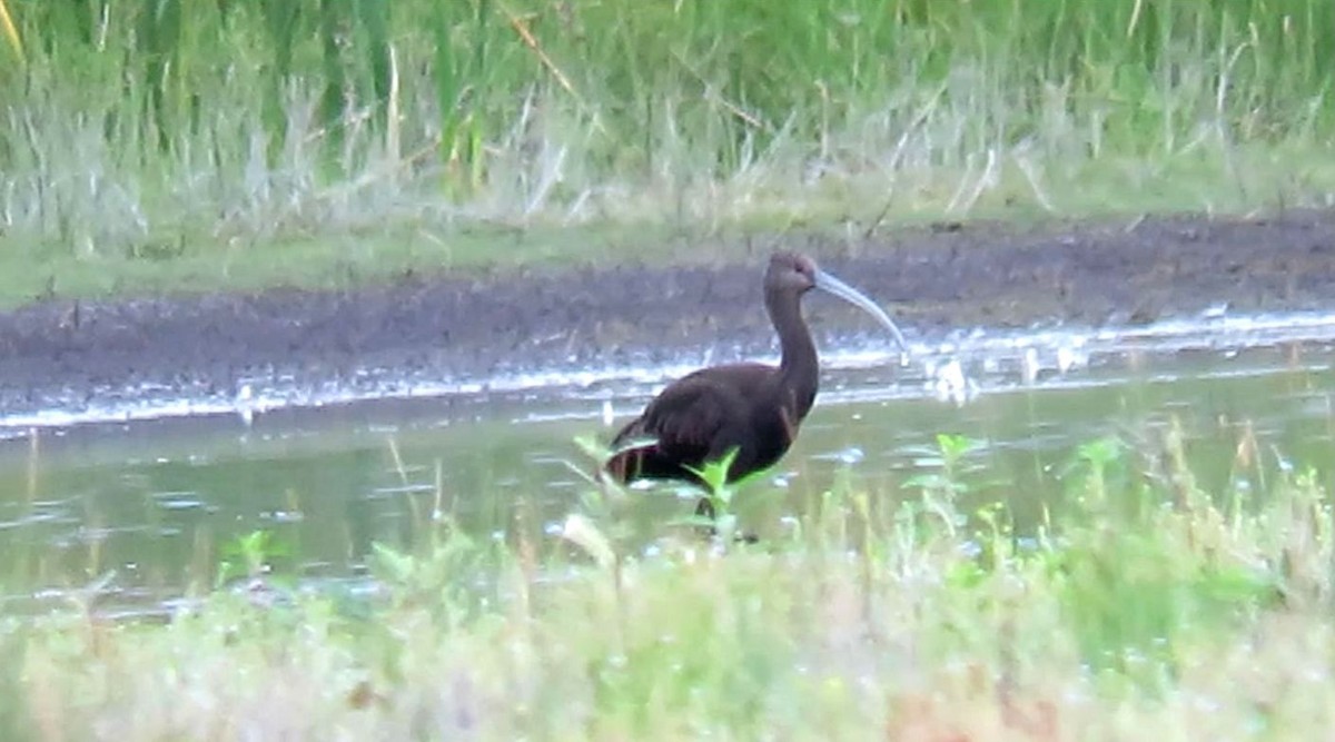 White-faced Ibis - ML623756009