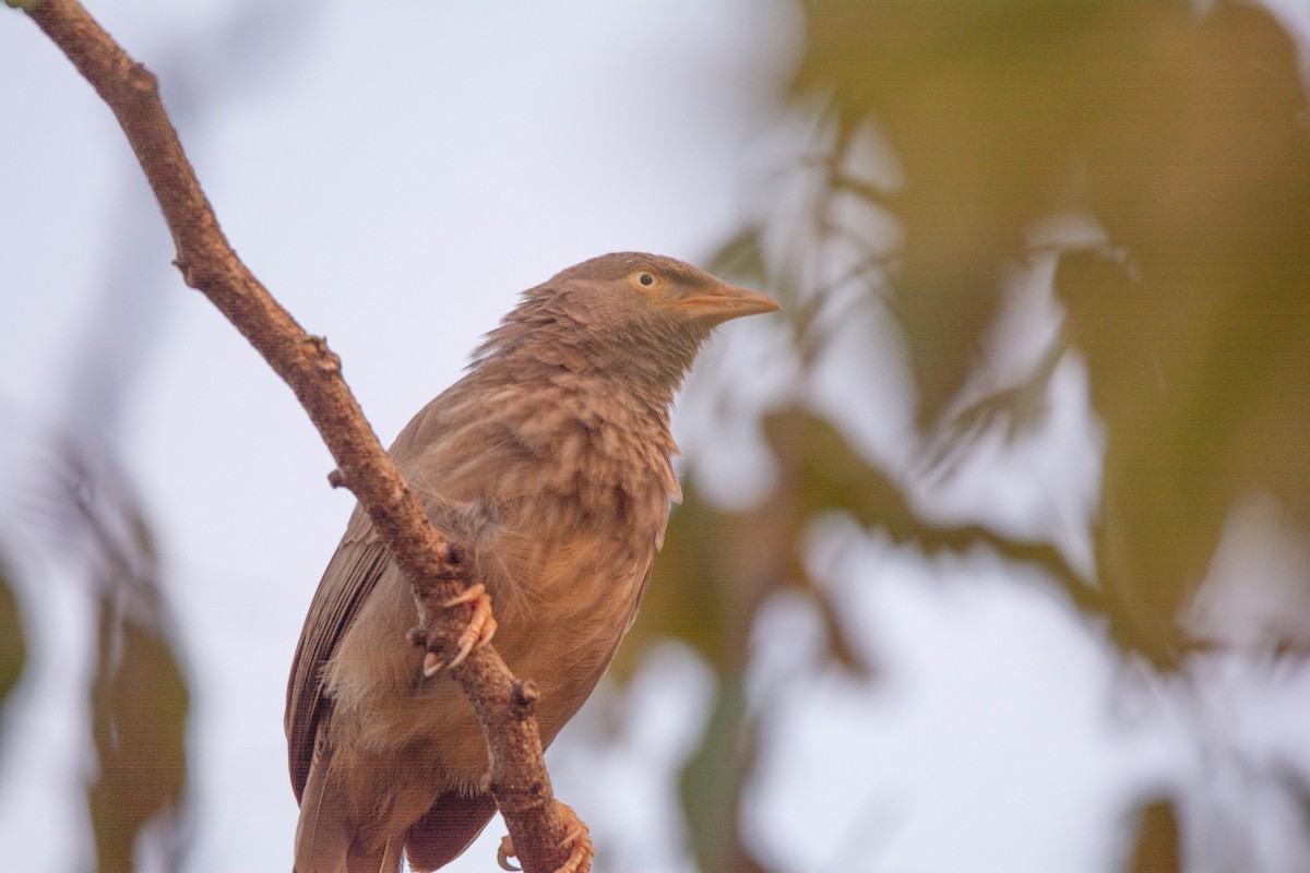 Jungle Babbler - ML623756050