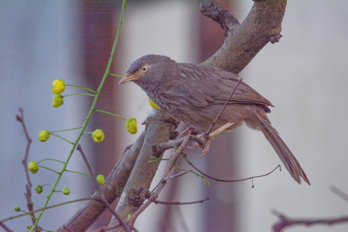 Jungle Babbler - ML623756051